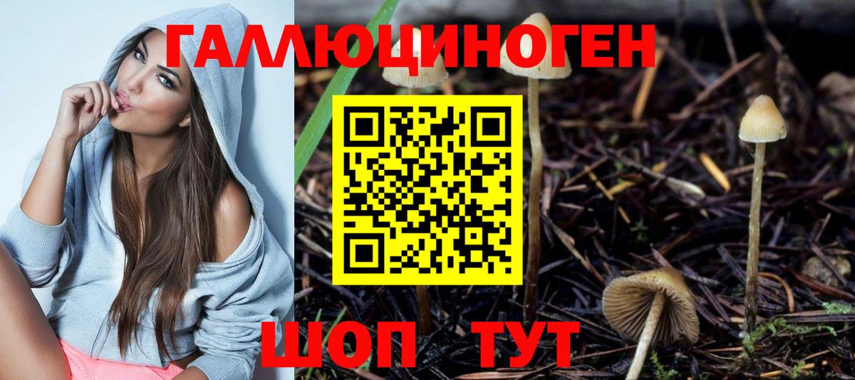 Галлюциногенные грибы Psilocybe Сокол